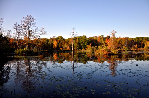 blue autumn trees sky reflection fall water leaves pond sapsuckerwoods