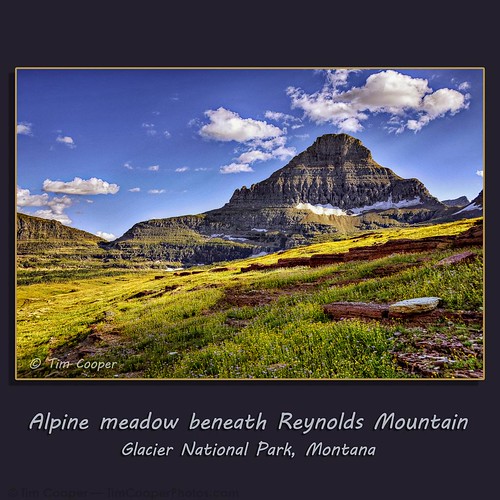 flowers blue snow mountains green landscape us nationalpark montana flickr meadow northamerica glaciernp timcooper yellowg dblringexcellence tplringexcellence