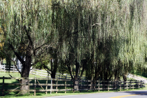trees green nature fence willow