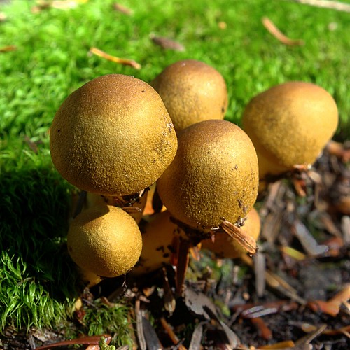 canada nature mushrooms moss victoriapark novascotia fungi truro nspp