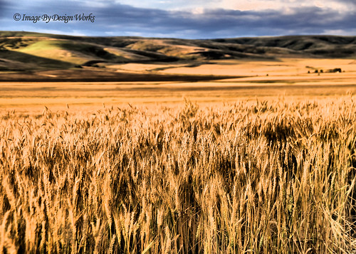 oregon golden farm or wheat farming pendleton hdr wheatfields imagebydesignworks