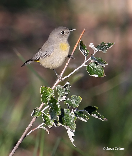 nm warbler rooseveltcounty virginiaswarbler oreothlypis oreothlypisvirginiae