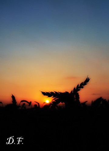 nikon italia tramonto grano vallemaio campidigrano flickraward nikond5000 davidefortuna