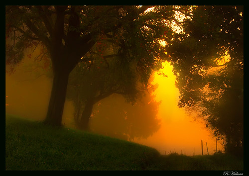 morning autumn mist nature forest sunrise landscape schweiz switzerland niceshot nebel herbst mysterious wald sonnenaufgang langnau enchanted appletree apfelbaum rengg ringexcellence