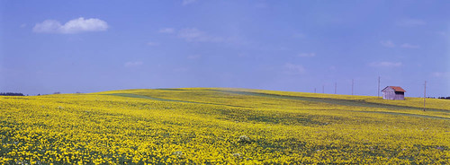 blue summer sky flower nature field sunshine yellow germany landscape bayern deutschland bavaria spring fineart tranquility blumen dandelion linhof largeformat viewcamera tranquilscene allgäu löwenzahn e100g