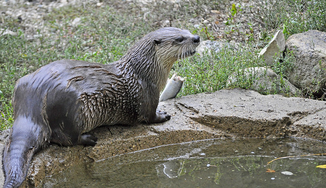 North American River Otter (Lontra canadensis) eating fish