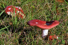 Brownish-red capped, white stemmed mushrooms