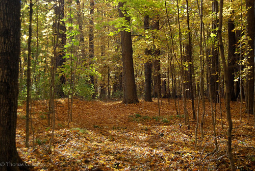 harmony wi woodswalk harmonyhardwoods harmonyarboretum harmonyhardwoodsmemorialforest