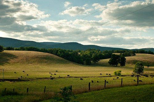 mountains america landscape virginia cows south ideal livestock idyllic polyfacefarm joelsalatin