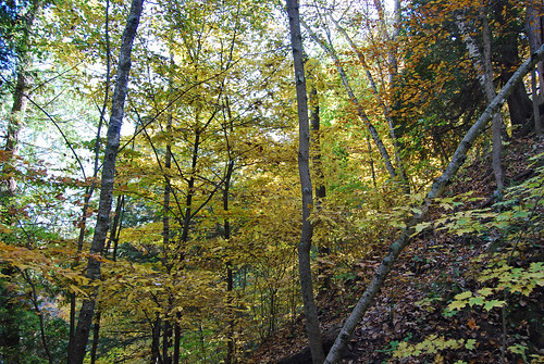 autumn trees fall leaves high october michigan rollaway m82 2011