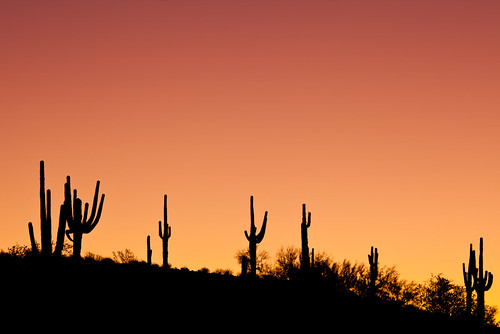 arizona cactus usa silhouette sunrise landscape us unitedstates fountainhills