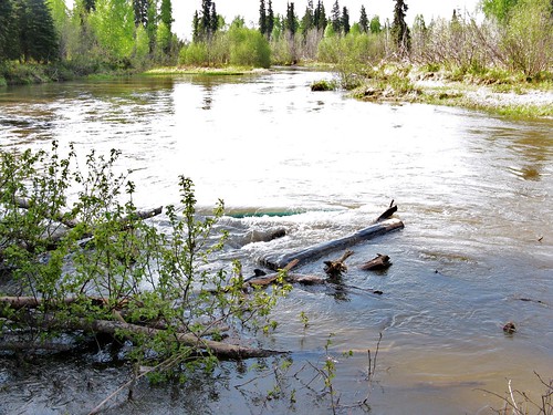 alaska river flow trapped stuck logs canoe jam northeast current logjam littlesusitnariver littlesusitna littlesu