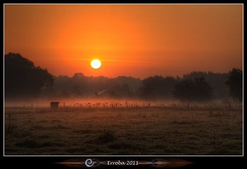 trees orange house mist grass yellow fog sunrise canon cow belgium belgique belgië fields erlend 60d erroba robaye
