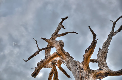 wood tree nature clouds dead texas timber branches twisted hdr