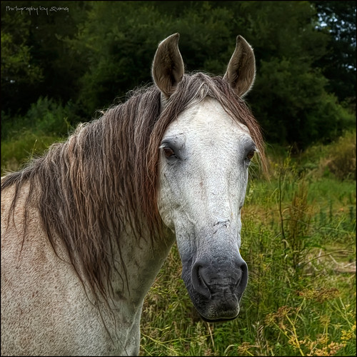 horse naturaleza pets nature geotagged caballo natura olympus cavall specialtouch impressedbeauty quimg quimgranell joaquimgranell magicunicornverybest afcastelló obresdart gettyimagesiberiaq2