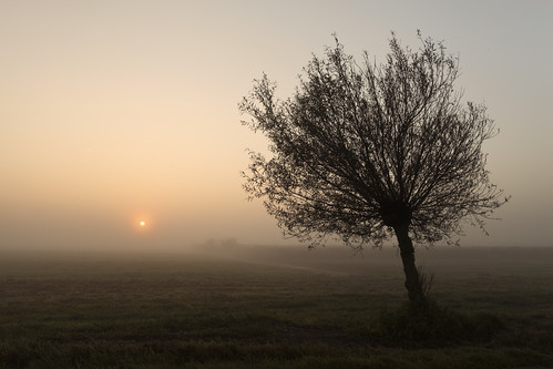 mist tree fog sunrise zonsopgang 2470mm hazerswoude 5dii