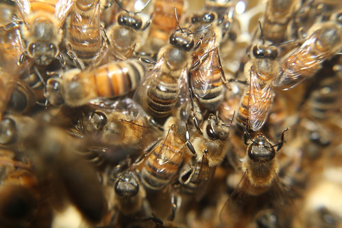 Beehive Photo
