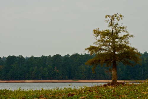 lake tree nature water georgia lagrange troupcounty westpointlake thesussman sonyalphadslra550 project36612011