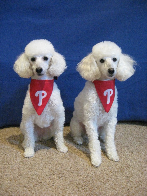 small Poodle Phillies Fans