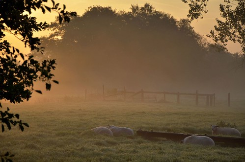 mist nature fog sunrise landscape weide nikon sheep nederland thenetherlands meadow natuur nikkor sheeps landschap schapen schaap kortenhoef zonsopkomst 18105mm d7000 pjerry