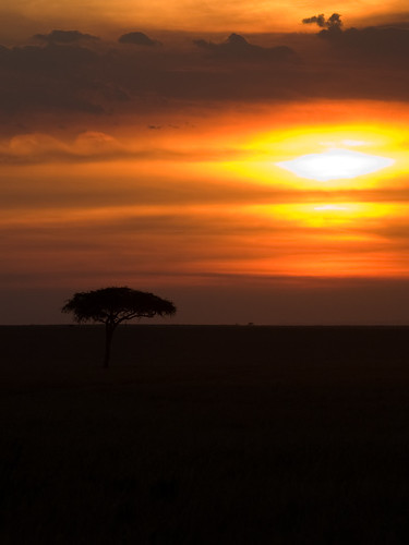 sonnenuntergang kenya ken landschaft baum ort masaimara ereignis bildart lemek bildinhalt kenyazanzibar2007