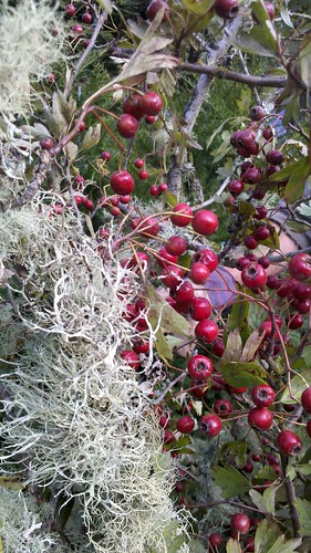 Mossy Hawthorn Berry Branches
