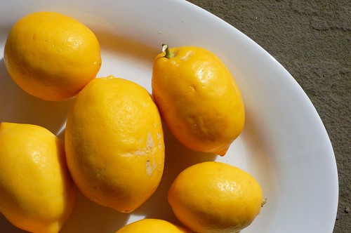 Meyer lemons from Josephine Street by Eve Fox, Garden of Eating blog, copyright 2011