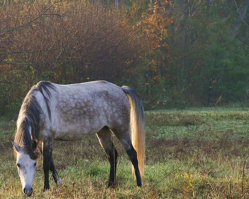 morning horse mist