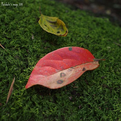 red green moss deadleaves tint autumnleaves foliage fallenleaves mzuikodigital17mmf28 olympuspenep3 gettyimagesjapanq4