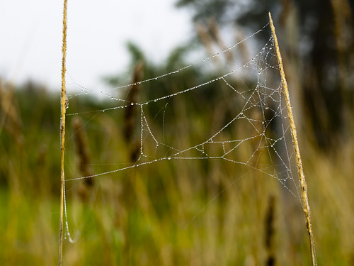 color net nature spider sweden bokeh web pearls tennis string