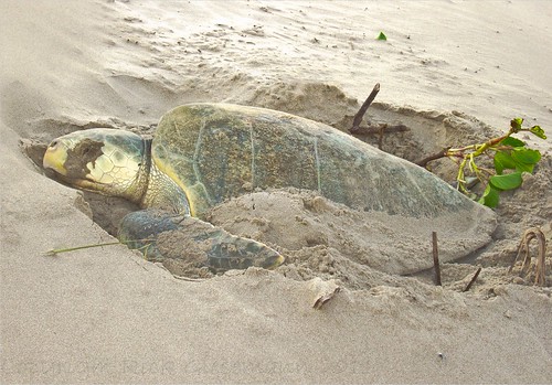 beach mexico turtle sony cybershot playa spawning veracruz tortuga tuxpan egglaying desove w300 tuxpam rickgiesemann silverproggie