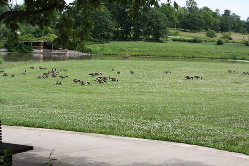 summer lake bird water geese nw northwest powellgardens q4 motour missouritourism quarter4 picturemissouri picturemo