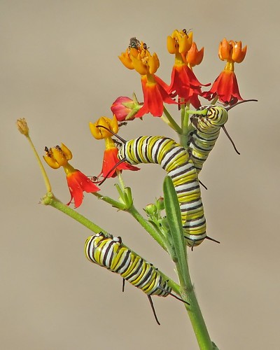 Monarch caterpillars in scarlet milkweed