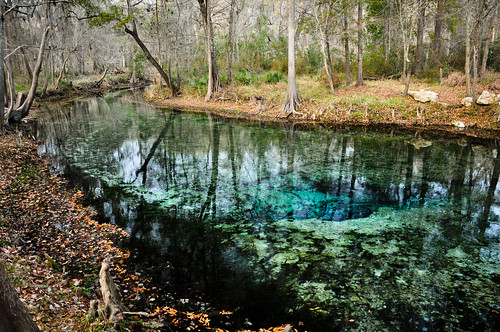park water spring florida clear springs freshwater ginniesprings