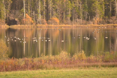 road trip autumn canada reflection bird fall water colors evening pond highway vermont state goose foliage route valley brookfield fowl vt 65 canadensis branta