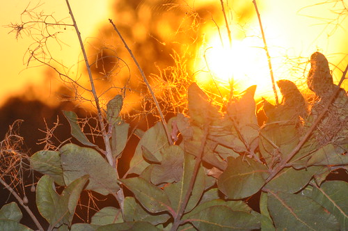 sunset sky sun france flower tree fleur sunrise de soleil country coucher toulouse campagne arbre champ araignée toile muret