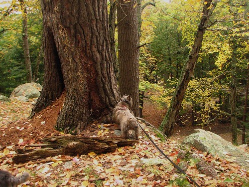 autumn fall dogs animals vermont foliage cairnterriers