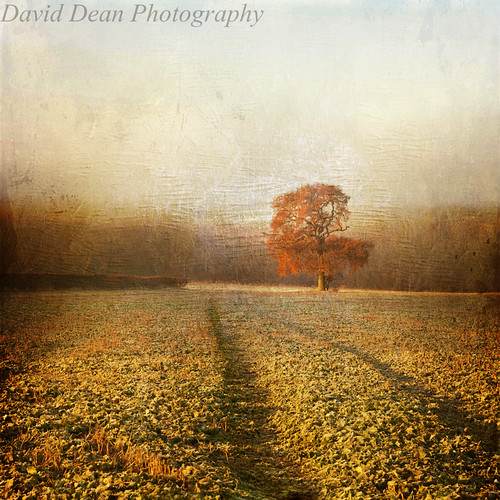 uk autumn mist tree texture rural landscape countryside oak nikon nikkor warwickshire vr d60 warks weethley 1685mm distessedjewell jactollmurk