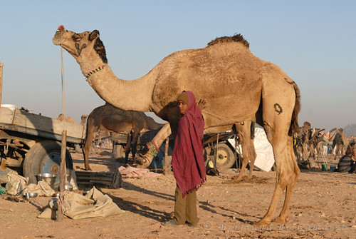 sunset india festival child desert fair camel enfant foire rajasthan coucherdesoleil inde dromadaire chameau nagaur decamaret