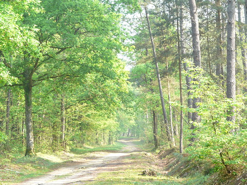 light tree green forest vert overexposed arbre forêt bois dmcfz18