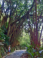 Giant Indian rubber trees