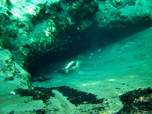 park water spring underwater florida clear springs freshwater econfinacreek willifordspring