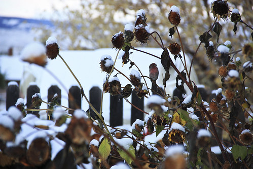 morning autumn snow fall backyard october view wyoming firstsnow wy lander fremontcounty