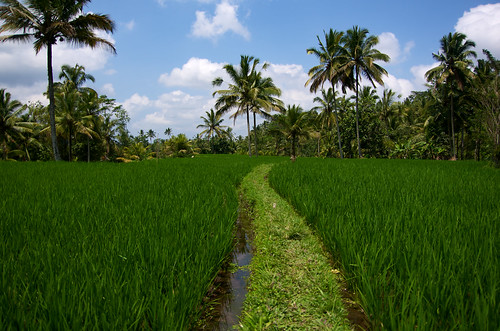 indonesia asie riz palmiers rizières indonésie tampaksiring propinsibali