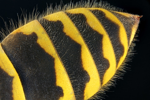yellow wasp gelb common yellowjacket vulgaris zeichnung mandible abdomen wespe vespula vespinae gemeine tergit mandibel kurzkopfwespe rückenplatte