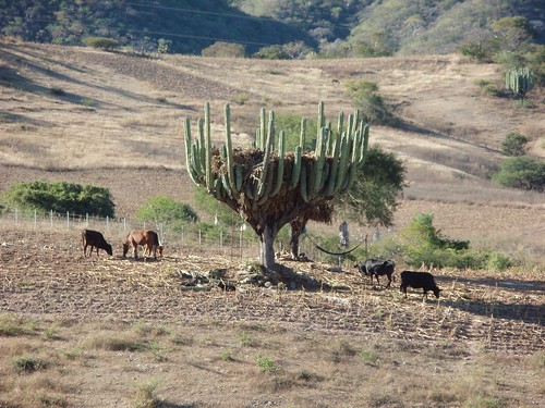mountains latinamerica animals cacti mexico landscapes flickr desert cows 2006 oaxaca mammals mex gpsapproximate