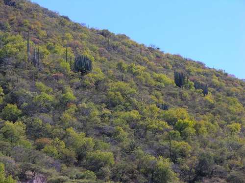 plants mountains latinamerica forest cacti mexico landscapes flickr 2006 oaxaca mex gpsapproximate