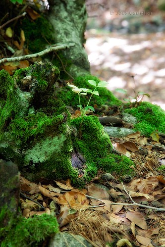 color verde luz hojas bosque vida león yecla encantado hayedo musco fotografíasjcasielles faedociñera