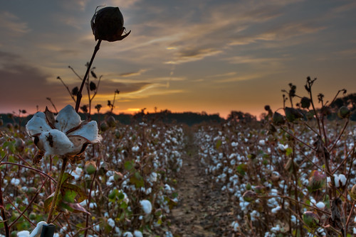 sunrise mississippi cotton cottonfield hwy49 mississippidelta