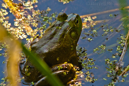 canon river washington amphibian frog pugetsound canoneosdigitalrebelxt bullfrog nisquallyriver nisquallynationalwildliferefuge nisquallyreach canonef70300mmf456isusmlens digitaladvancehdmc2xcafteleconverter